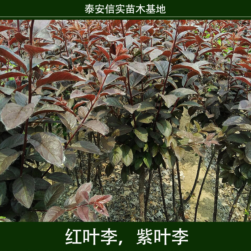 紅葉李圖片/紅葉李樣板圖 (1)