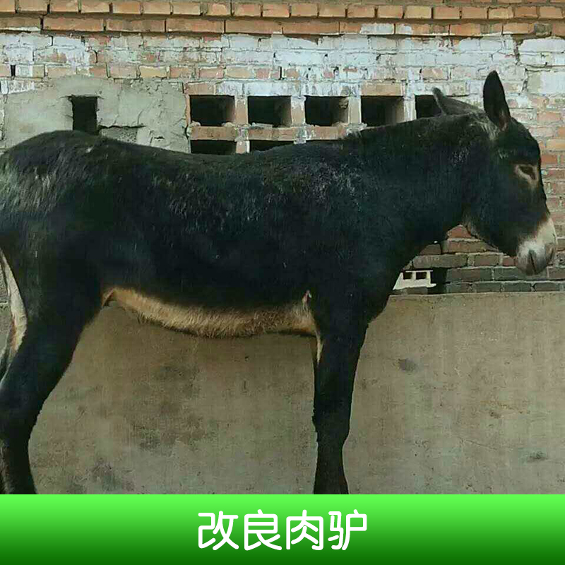改良肉驢養(yǎng)殖、山東省海洋牧業(yè)有限公司、改良肉驢崽、改良肉驢、改良肉驢價錢 山東改良肉驢養(yǎng)殖