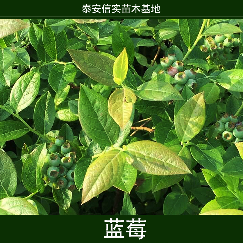 蓝莓 蓝莓果树苗种 蓝莓苗基地 兔眼蓝莓苗 蓝莓种苗 蓝莓树苗图片