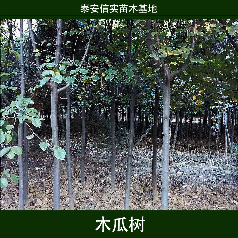 木瓜樹圖片/木瓜樹樣板圖 (3)