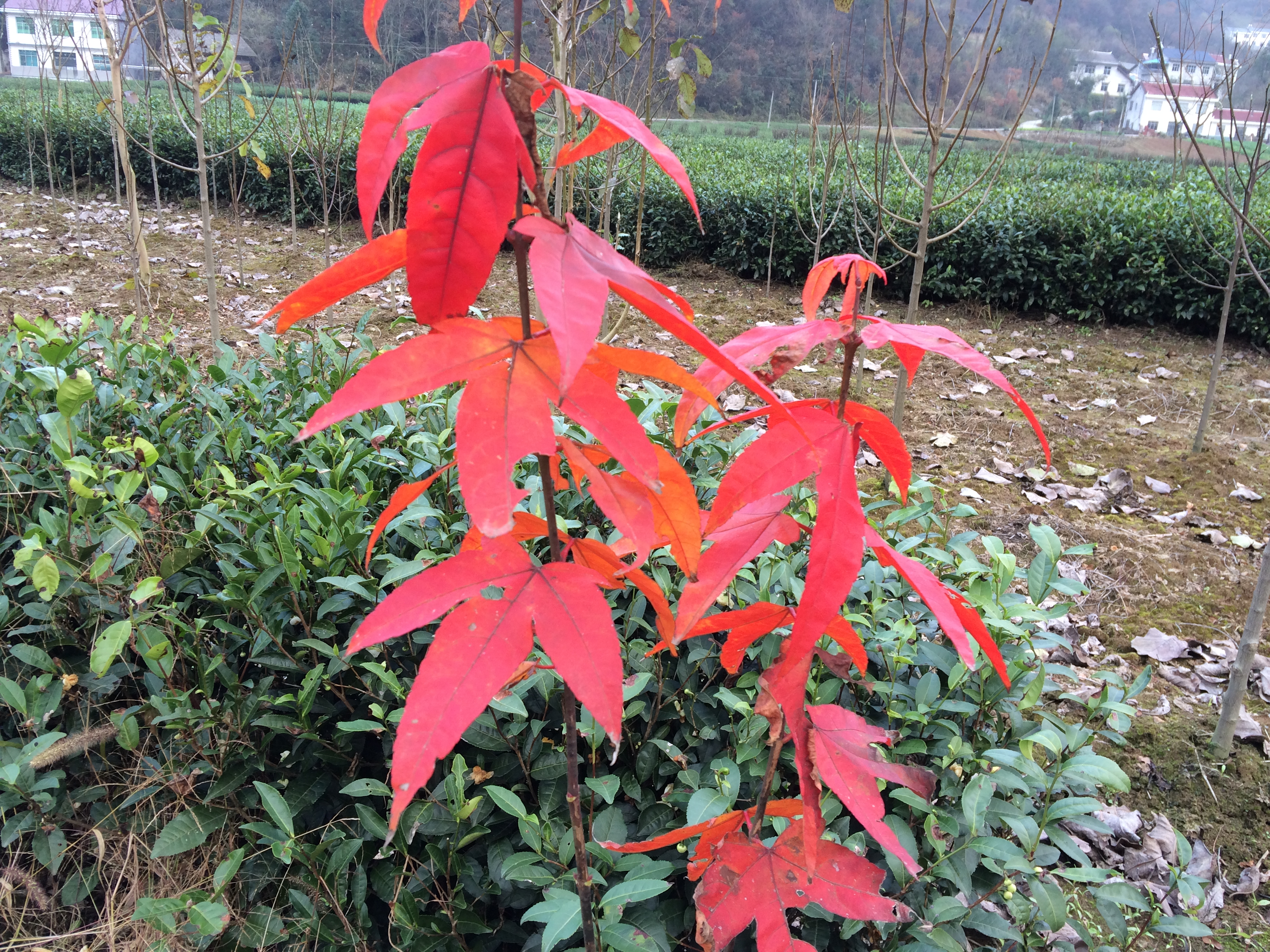 雞爪槭圖片/雞爪槭樣板圖 (2)