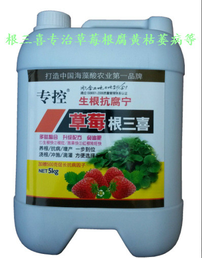 防治草莓紅中柱根腐病圖片/防治草莓紅中柱根腐病樣板圖 (2)