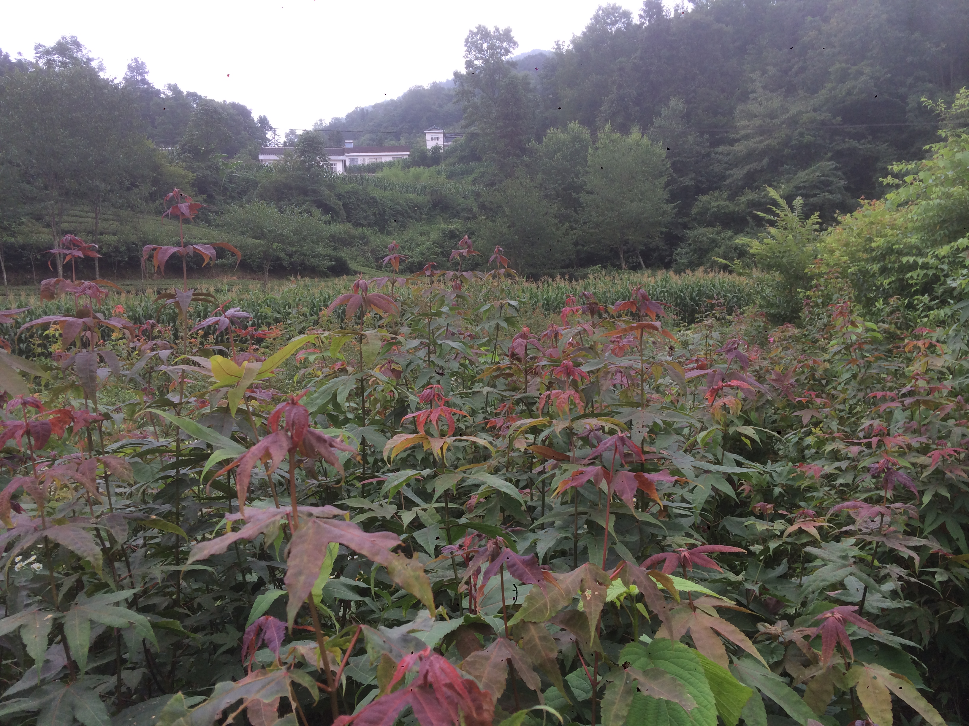 雞爪槭苗圖片/雞爪槭苗樣板圖 (2)