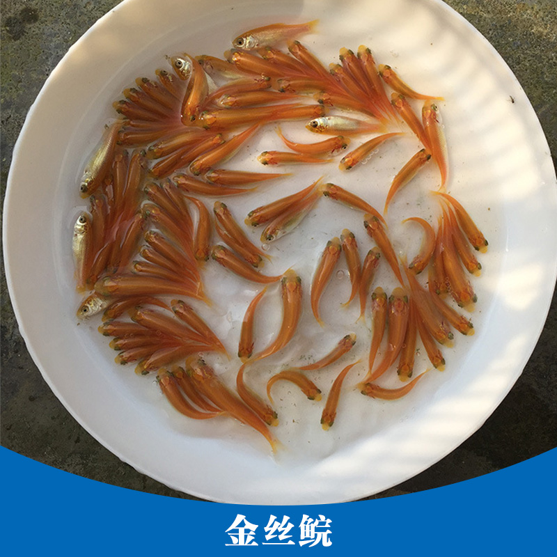 金絲鯇圖片/金絲鯇樣板圖 (3)