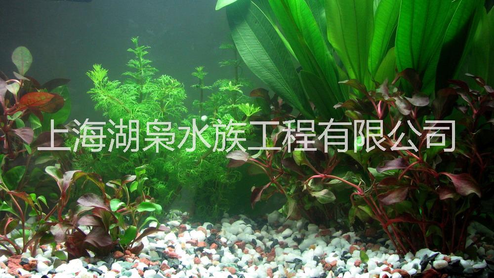 上海水族箱现货 定制批发水族箱鱼缸定制白金框相框系列屏风式鱼缸供应厂家直销水族箱图片