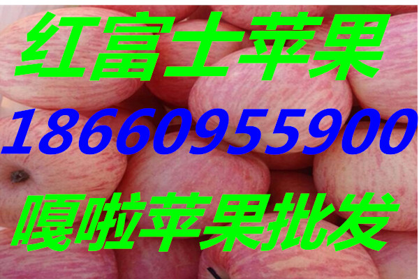 紅富士蘋果圖片/紅富士蘋果樣板圖 (2)