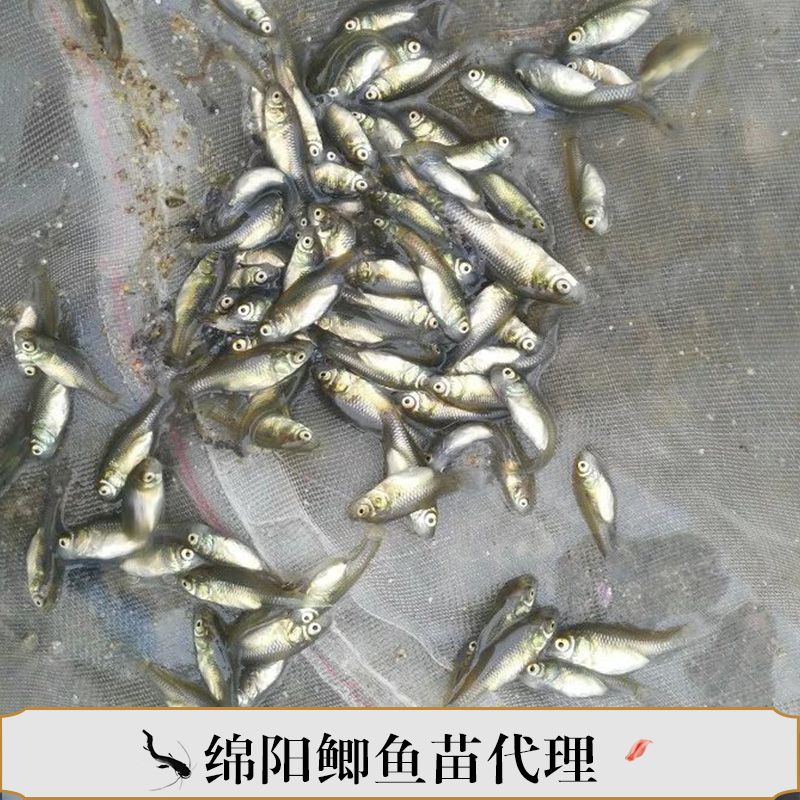 鯽魚(yú)苗圖片/鯽魚(yú)苗樣板圖 (4)