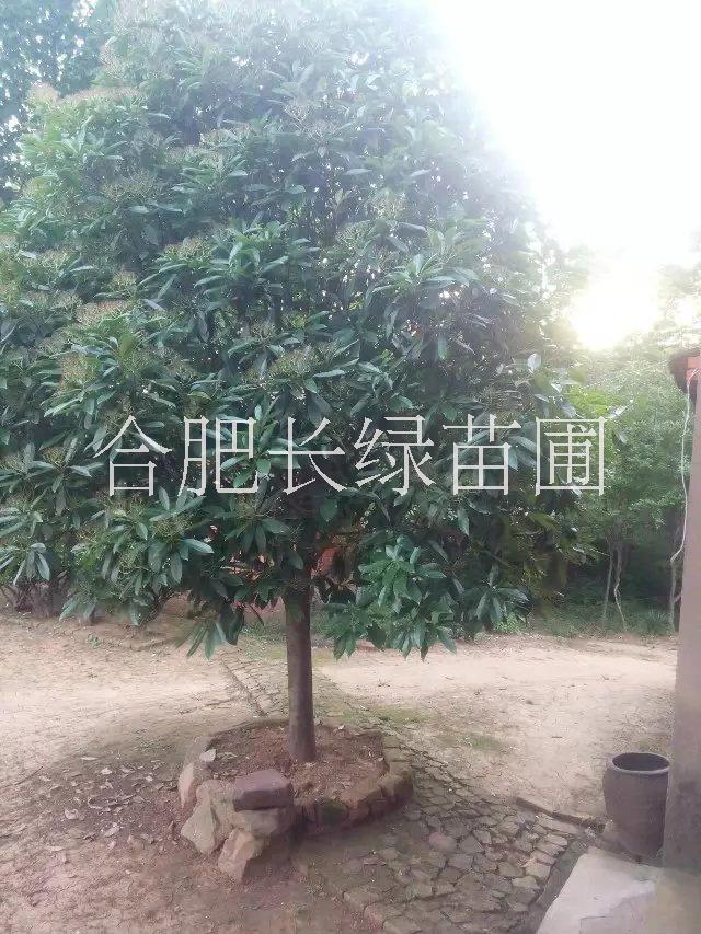 安徽肥西圖片/安徽肥西樣板圖 (4)