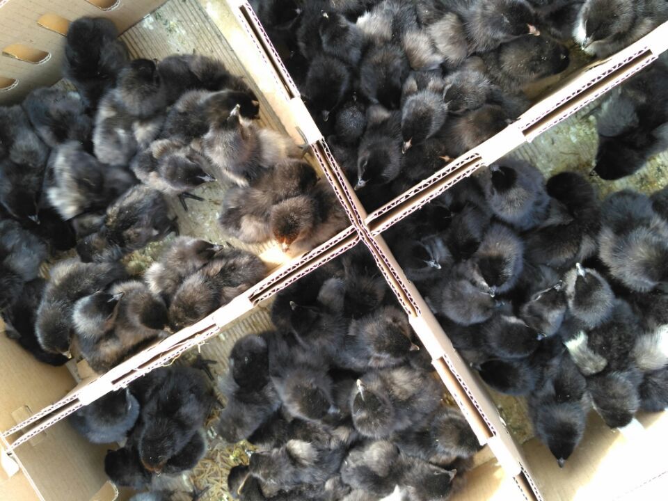 三峽圖片/三峽樣板圖 (4)