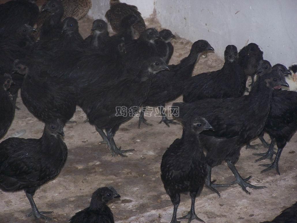 高產(chǎn)綠殼蛋雞苗圖片/高產(chǎn)綠殼蛋雞苗樣板圖 (3)