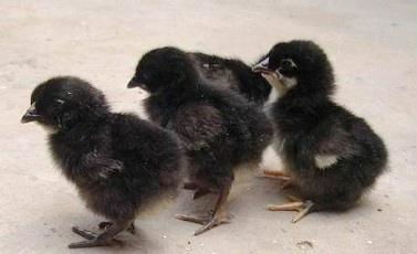 常年供應五黑雞苗、高產(chǎn)黑羽紅冠圖片/常年供應五黑雞苗、高產(chǎn)黑羽紅冠樣板圖 (3)