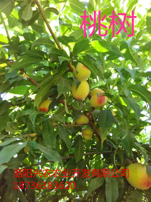 河南品種最全的桃樹苗批發(fā)基地  河南*綠化苗批發(fā)基地