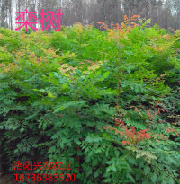 河南品種最全的欒樹綠化苗基地圖片/河南品種最全的欒樹綠化苗基地樣板圖 (2)