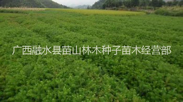 廣西融水40-50厘米速生杉樹苗圖片/廣西融水40-50厘米速生杉樹苗樣板圖 (2)