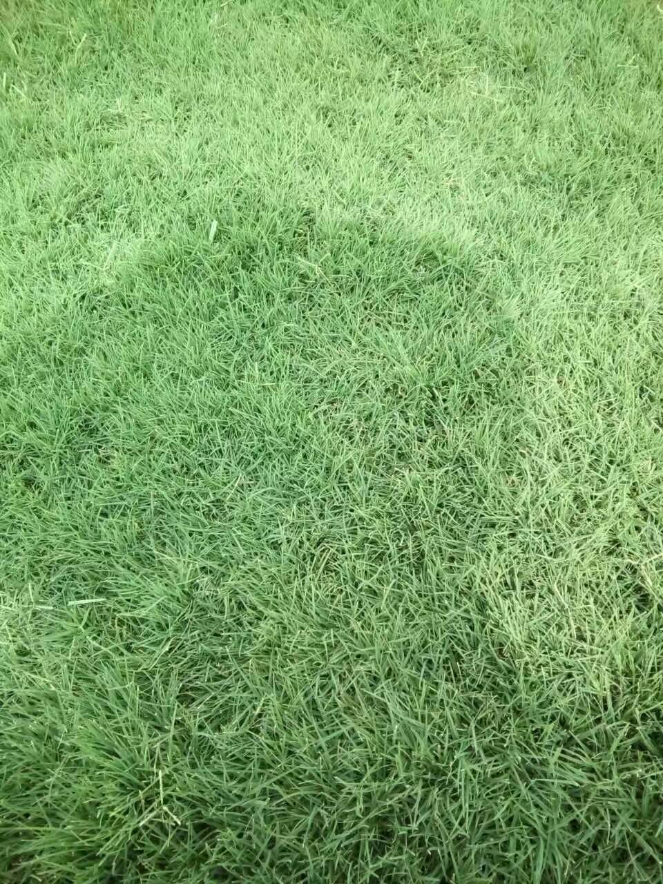 草皮圖片/草皮樣板圖 (3)