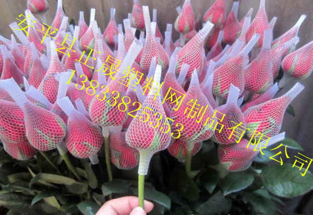 月季花圖片/月季花樣板圖 (2)