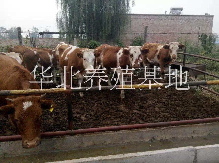 肉牛 西门塔尔鲁西黄牛夏洛莱