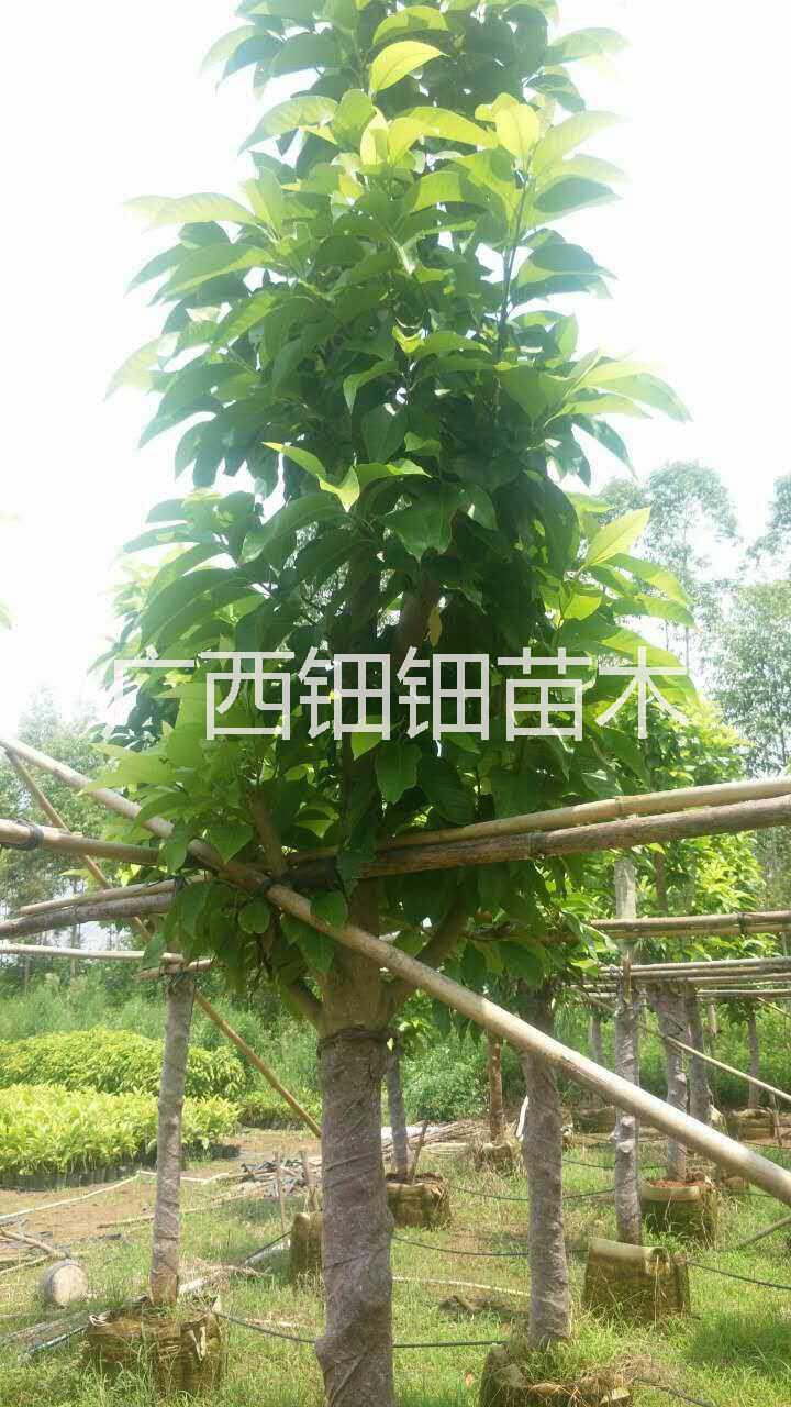 廣州優(yōu)質(zhì)5公分白蘭袋苗批發(fā)圖片/廣州優(yōu)質(zhì)5公分白蘭袋苗批發(fā)樣板圖 (3)