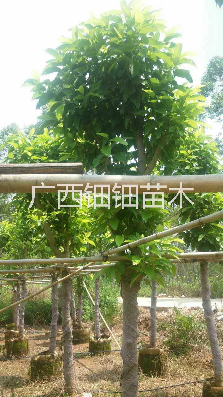 廣州優(yōu)質(zhì)5公分白蘭袋苗批發(fā)圖片/廣州優(yōu)質(zhì)5公分白蘭袋苗批發(fā)樣板圖 (2)