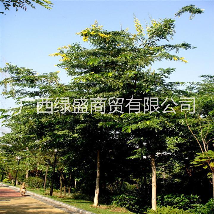 木小苗圖片/木小苗樣板圖 (4)