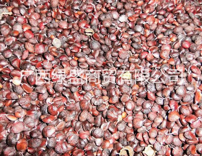 紫玉蘭圖片/紫玉蘭樣板圖 (2)