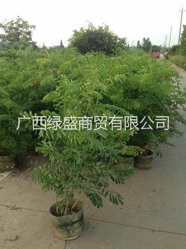 小苗圖片/小苗樣板圖 (3)