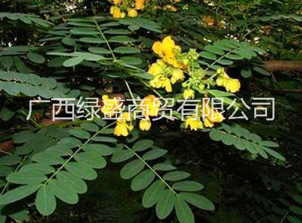 供應(yīng)高脂松小苗及種子