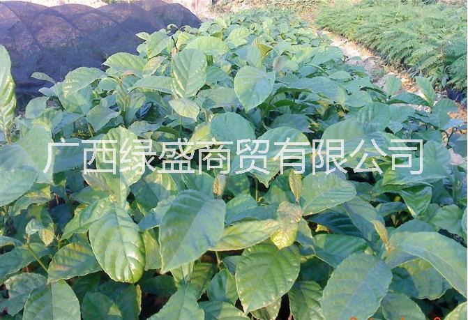 供應(yīng)大葉胭脂小苗及種子