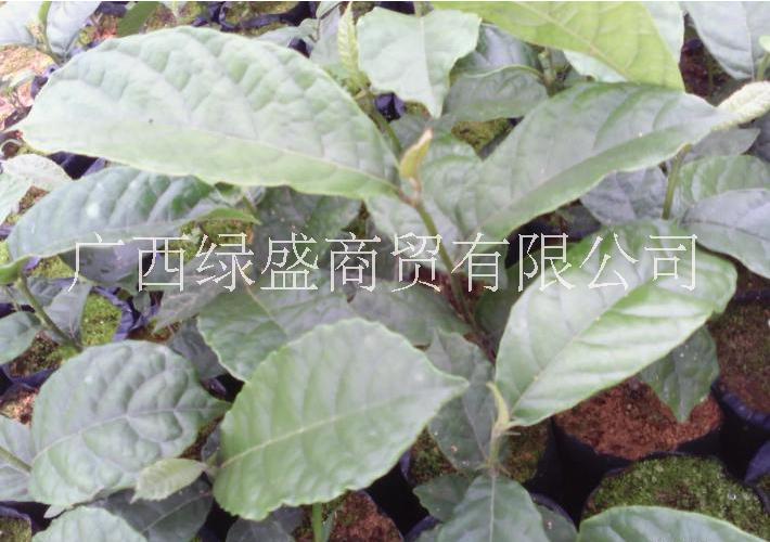 供應(yīng)大葉胭脂小苗及種子圖片/供應(yīng)大葉胭脂小苗及種子樣板圖 (3)