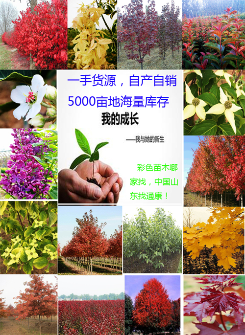 紫葉李小苗,紫葉稠李,紫葉李報(bào)價(jià) 紫葉李 紫葉李小苗 紫葉稠李 葉稠李