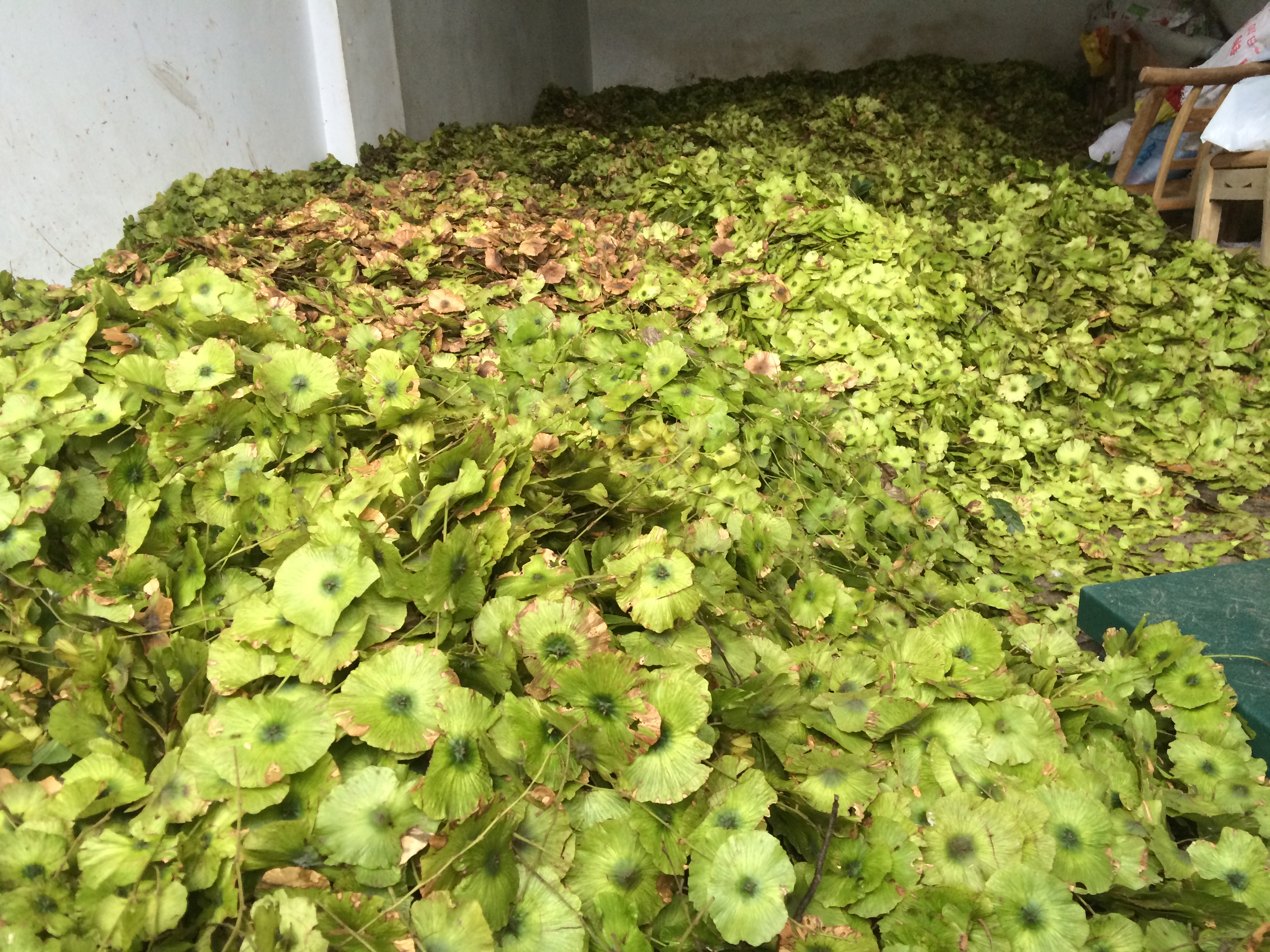 青錢柳種子圖片/青錢柳種子樣板圖 (1)