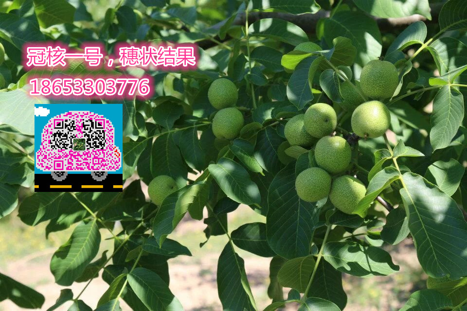 優(yōu)質薄皮核桃苗-冠核一號圖片