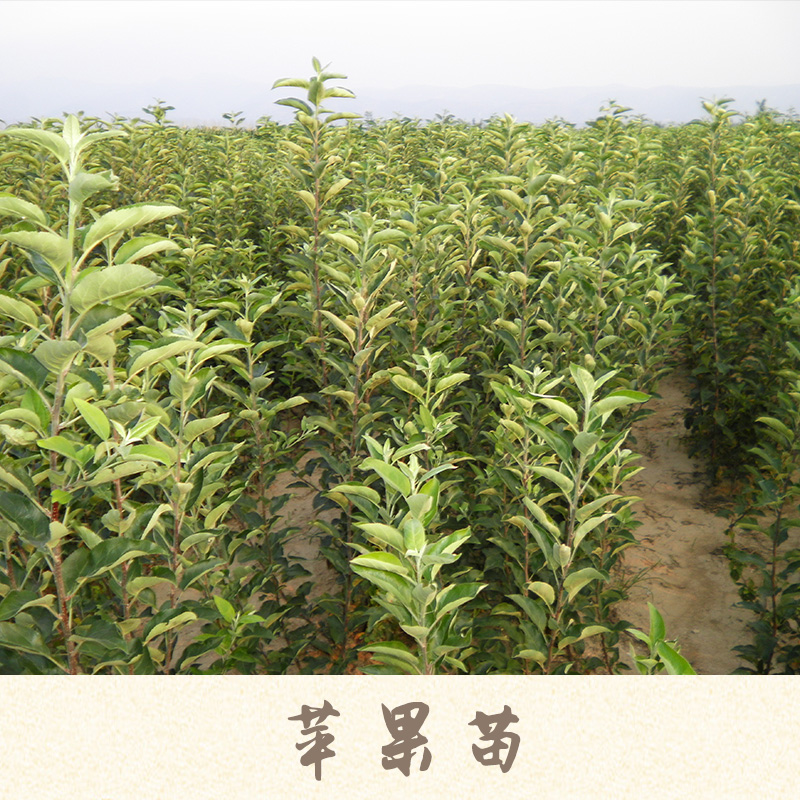 蘋(píng)果苗產(chǎn)品圖片/蘋(píng)果苗產(chǎn)品樣板圖 (1)