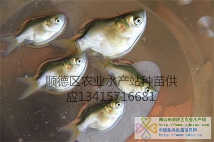 缩骨花鲢鱼苗 缩骨大头鱼苗、缩骨花鲢鱼苗