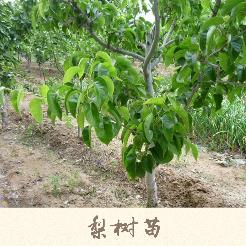 梨樹(shù)苗圖片/梨樹(shù)苗樣板圖 (3)