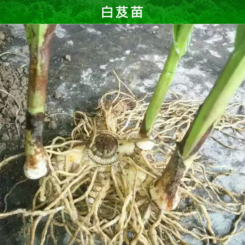 昭通白芨苗產(chǎn)品圖片/昭通白芨苗產(chǎn)品樣板圖 (2)