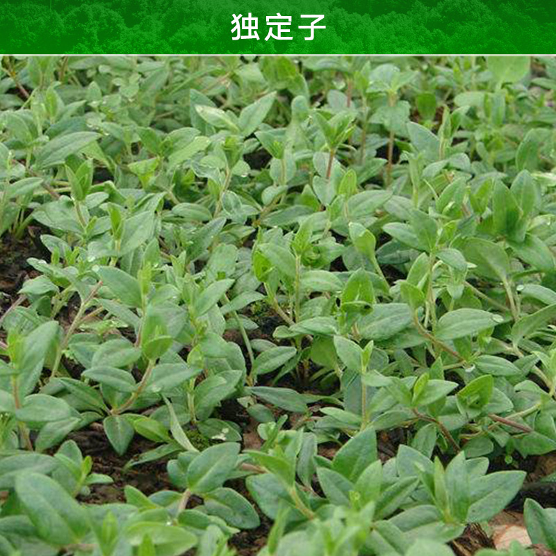 云南獨定子圖片/云南獨定子樣板圖 (3)