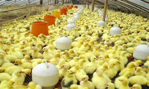 全自動(dòng)孵化機(jī)圖片/全自動(dòng)孵化機(jī)樣板圖 (4)