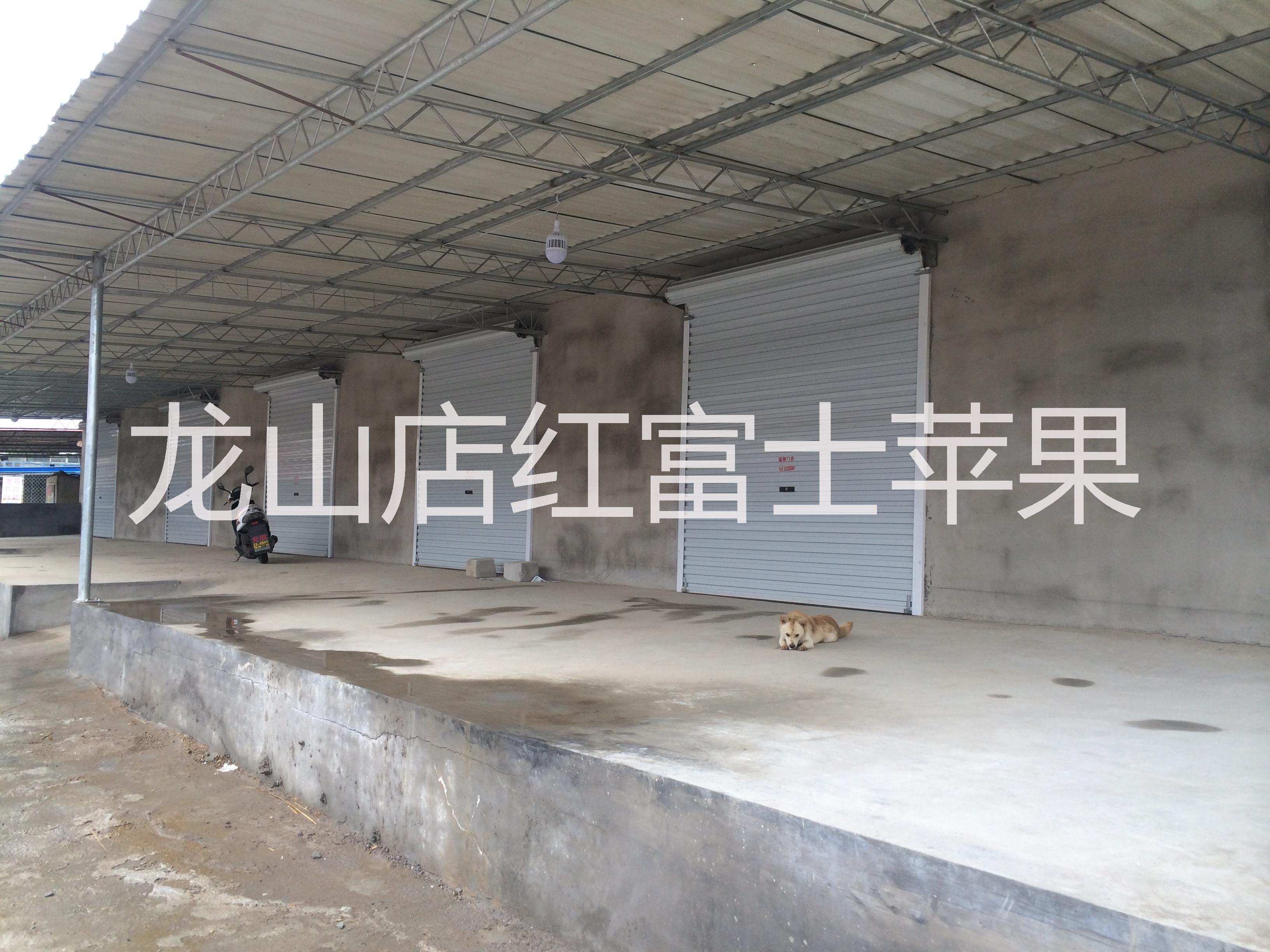 山東煙臺蓬萊市紅富士蘋果*場地