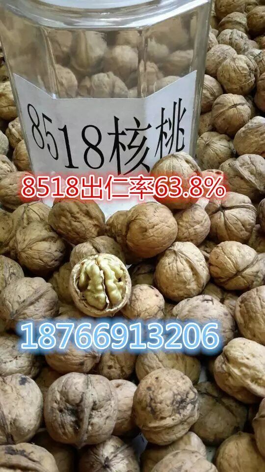 朱清冰指定授權-“8518”圖片