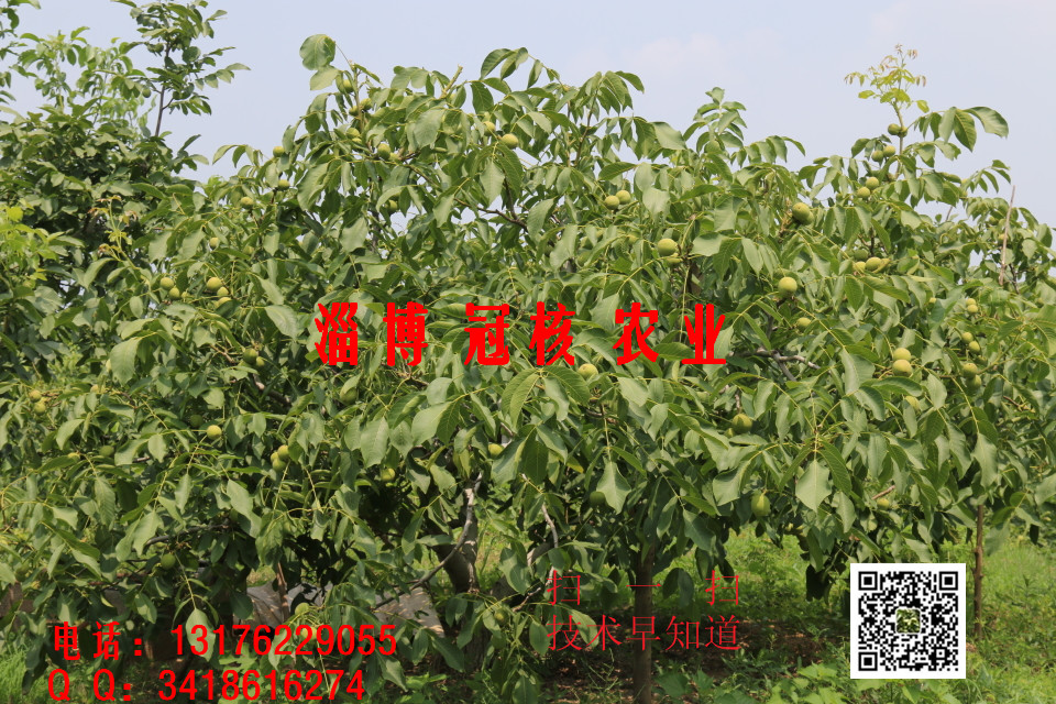 核桃苗價格批發(fā)_核桃苗價格_核桃圖片