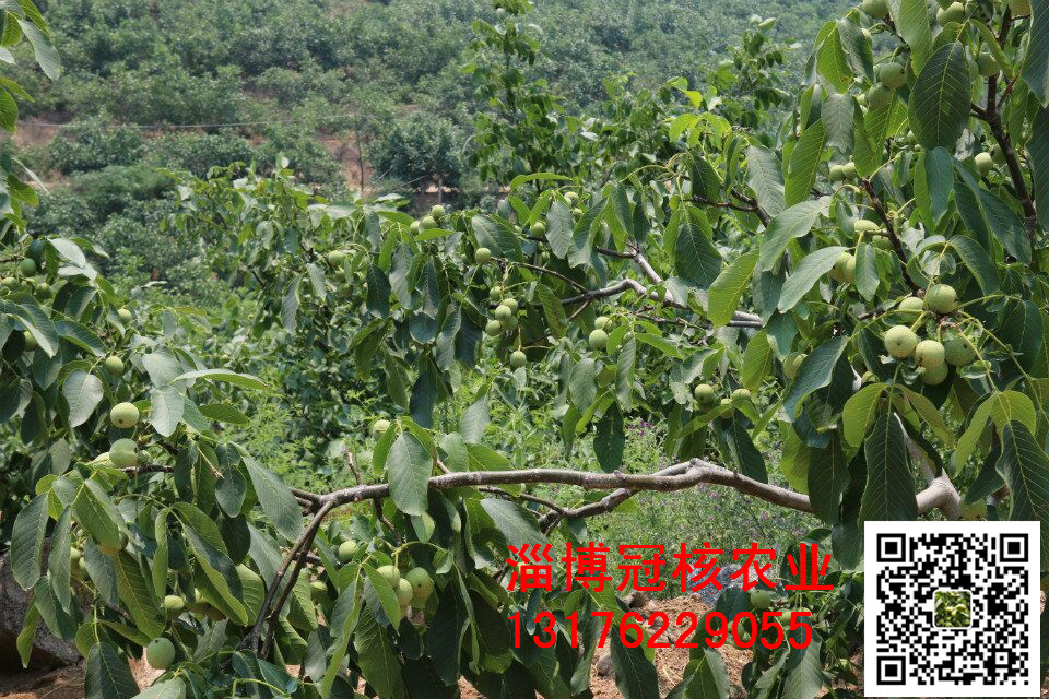 優(yōu)質(zhì)早實核桃苗--冠核一號國內(nèi)優(yōu)圖片/優(yōu)質(zhì)早實核桃苗--冠核一號國內(nèi)優(yōu)樣板圖 (2)