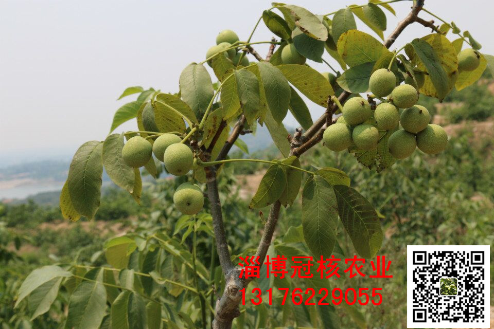 優(yōu)質(zhì)早實核桃苗--冠核一號國內(nèi)優(yōu)圖片/優(yōu)質(zhì)早實核桃苗--冠核一號國內(nèi)優(yōu)樣板圖 (4)