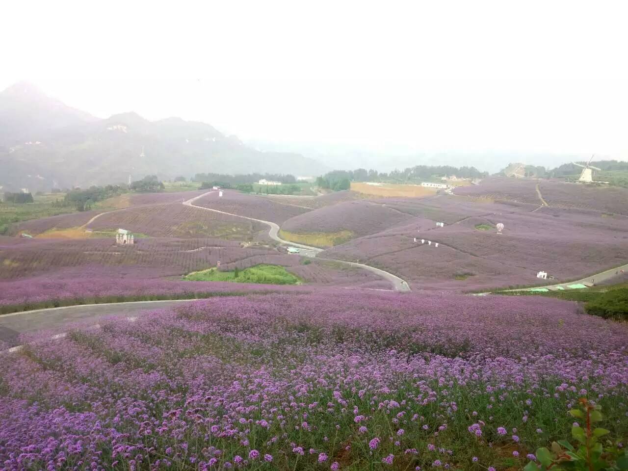 花海用花,花海规划设计,花海合作图片