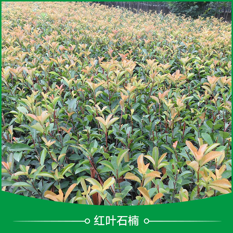 紅葉石楠圖片/紅葉石楠樣板圖 (3)