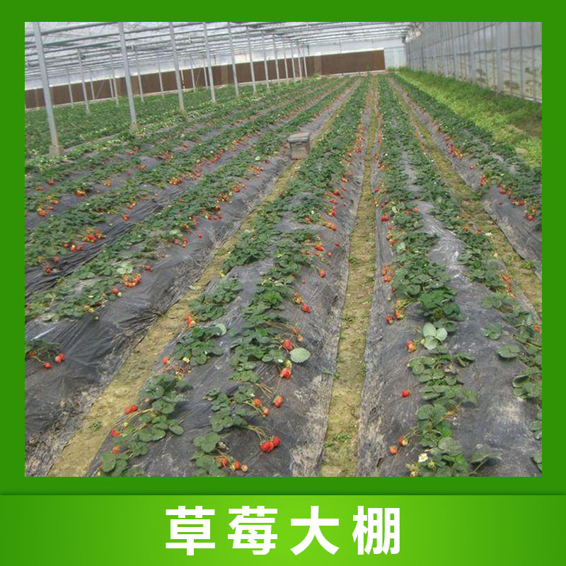 草莓大棚 草莓大棚管 草莓大棚骨架 草莓大棚薄膜 草莓溫室大棚 草莓大棚鋼管