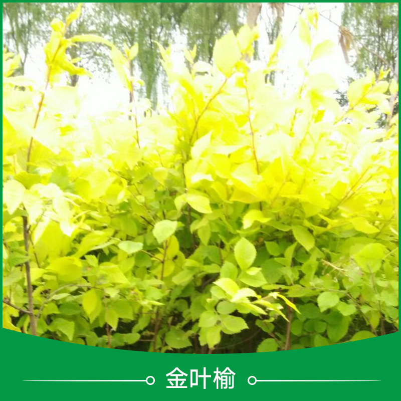 金葉榆圖片/金葉榆樣板圖 (2)