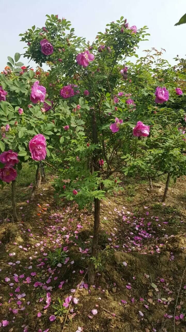 紫荊圖片/紫荊樣板圖 (4)