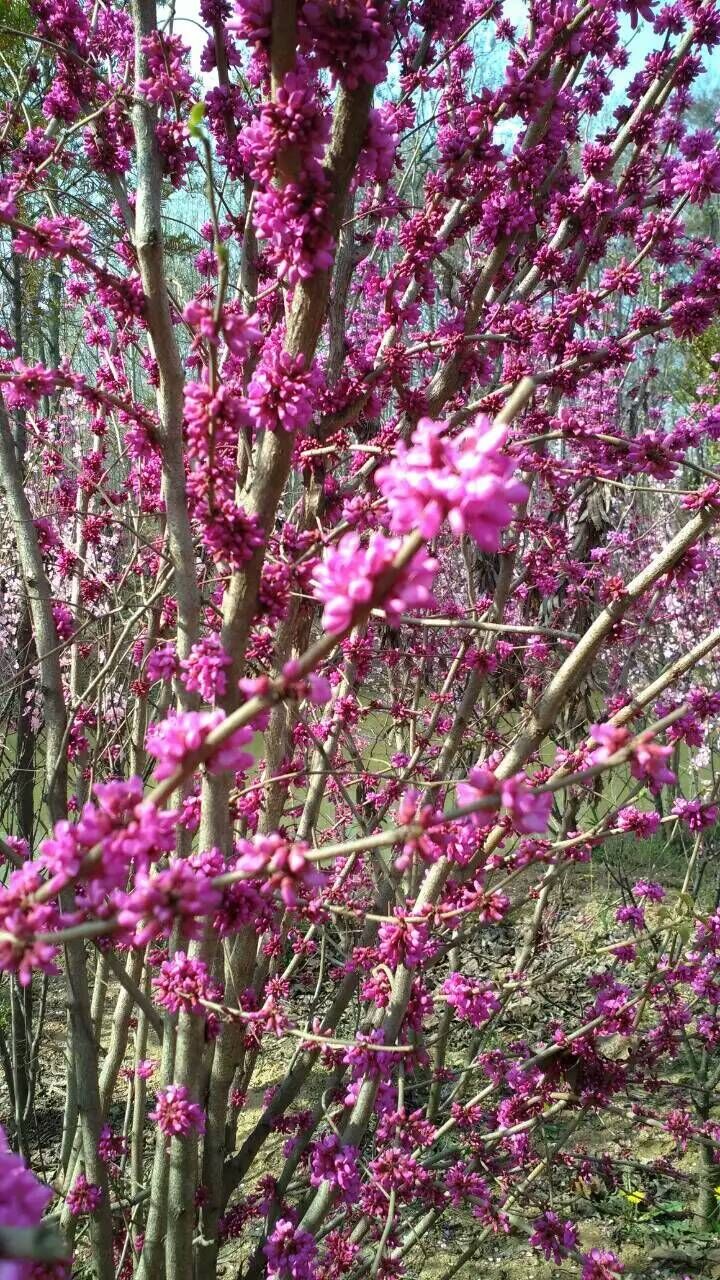 紫荊圖片/紫荊樣板圖 (2)