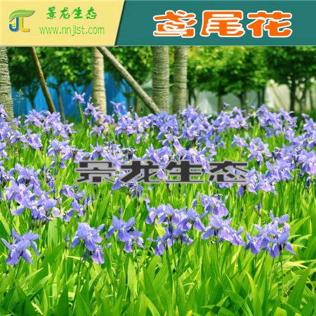 花卉種子圖片/花卉種子樣板圖 (2)